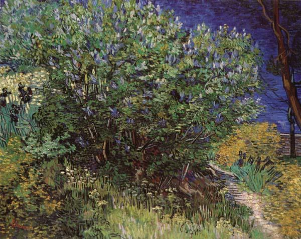Vincent Van Gogh Bushes Norge oil painting art